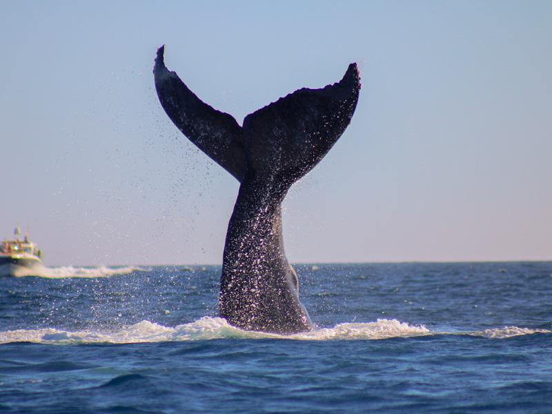 Yachts in Cabo — our crew and fleet